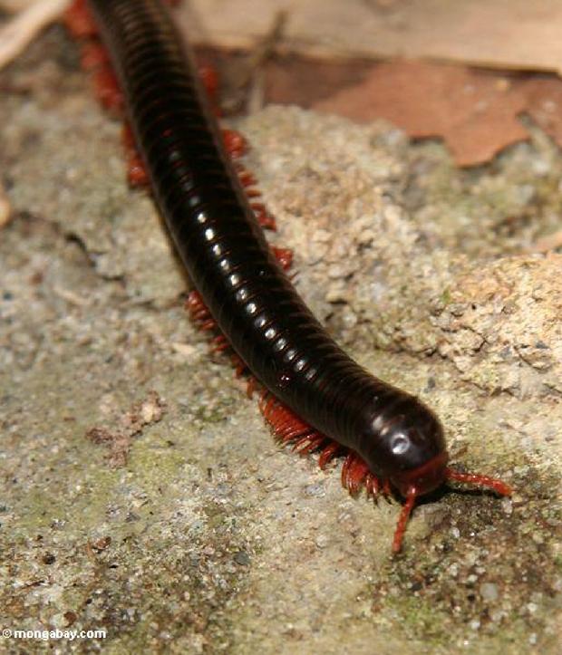 Milipede