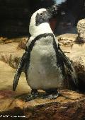 Pinguim