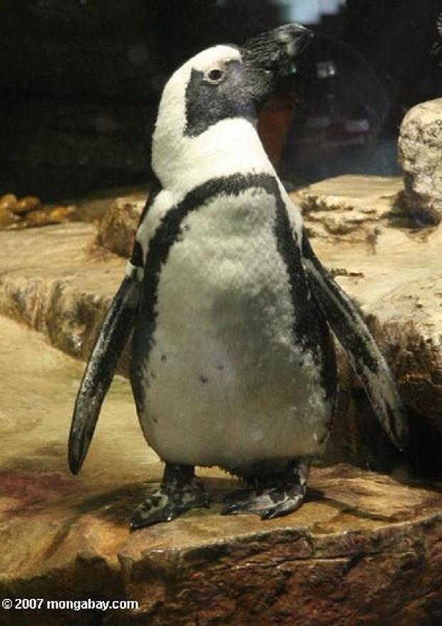 Pinguim
