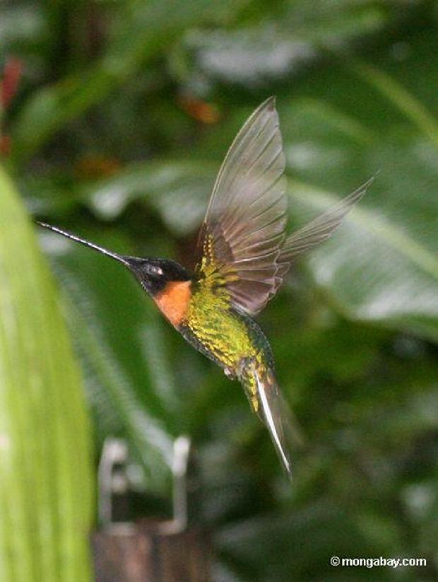 Colibri