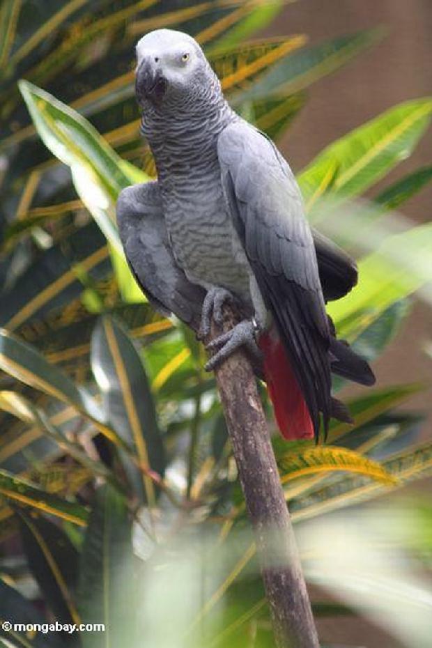 Papagaio cinzento