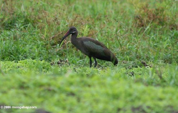 Ibis