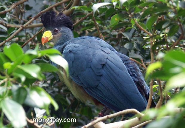 Turaco-gigante