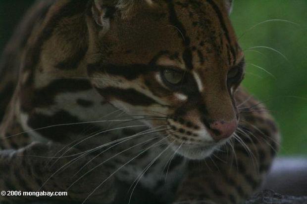 Ocelote