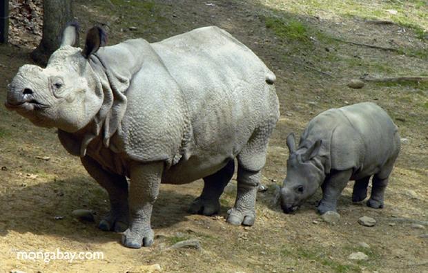 Rinocerontes de Sumatra