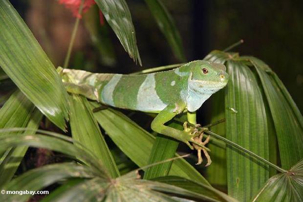 Iguana das Fiji