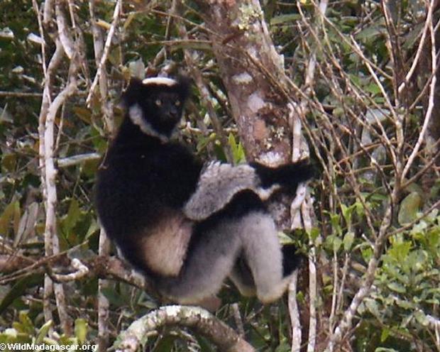 Lemur de Indri