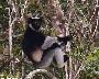 Lemur de Indri