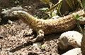 Dragão de Komodo
