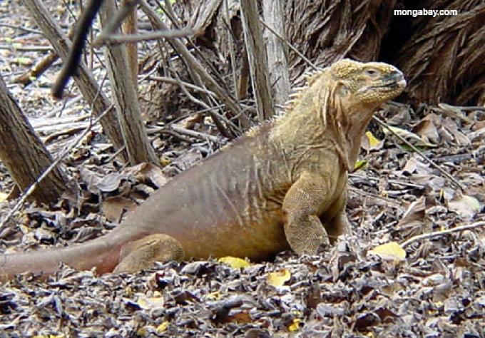 Iguana terrestre das Galápagos