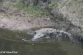 Crocodilo do Nilo