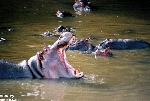 Hipopótamo  <i>(Hippopotamus amphibius)</i>