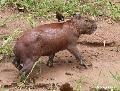 Capivara