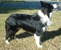 Criadores de cães Border Collie