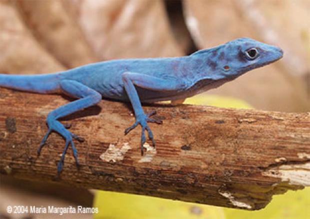 Anole azul