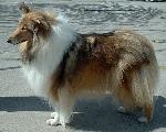 Cães