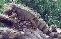 Iguana verde