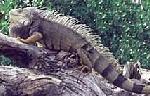Iguana-verde <i>(Iguana iguana)</i>