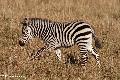 Zebra jovem