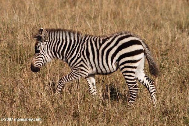 Zebra jovem