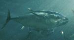 Atum-rabilho vendido por preço recorde