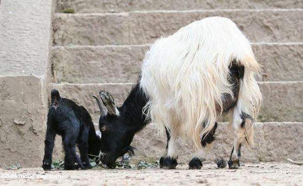 Cabras China