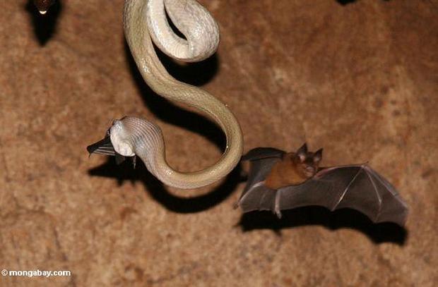 Cobra captura morcego