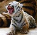 Tigre abandonado