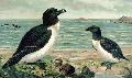 Torda-mergulheira