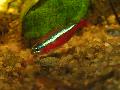 Tetra cardinal