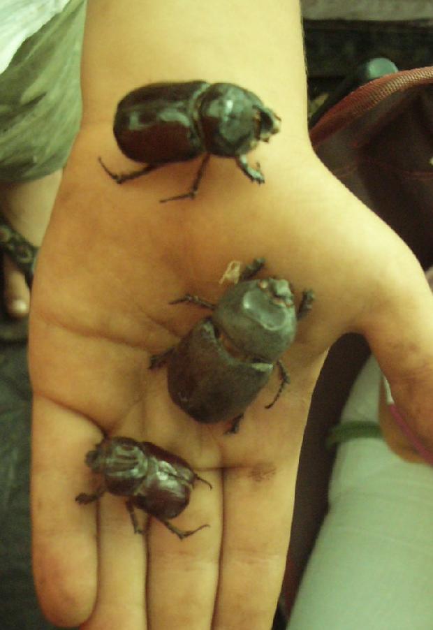 Escaravelhos rinoceronte