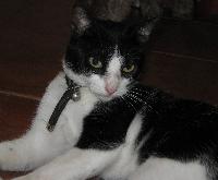 FeLV - Vírus da Leucemia Felina