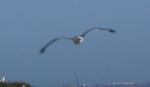 Aves