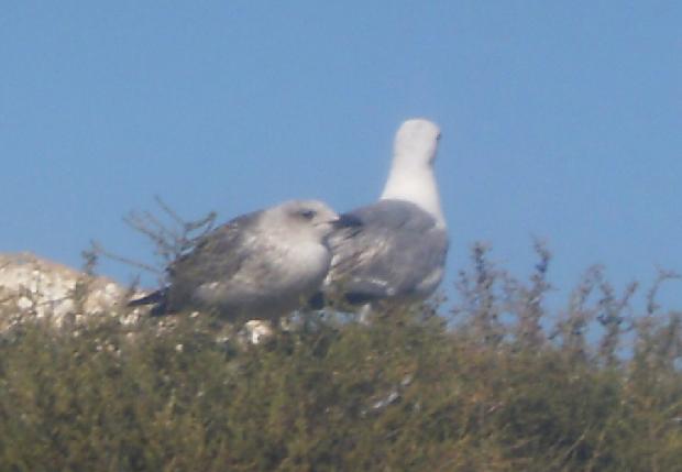 Gaivotas