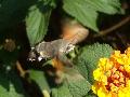 Macroglossum stellatarum