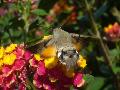 Macroglossum stellatarum