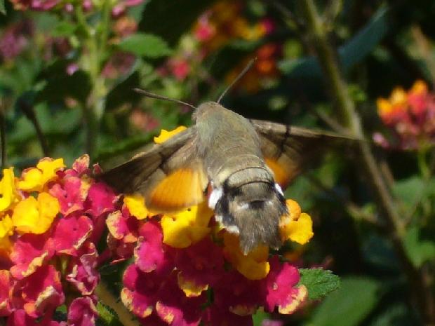 Macroglossum stellatarum
