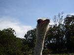 Aves