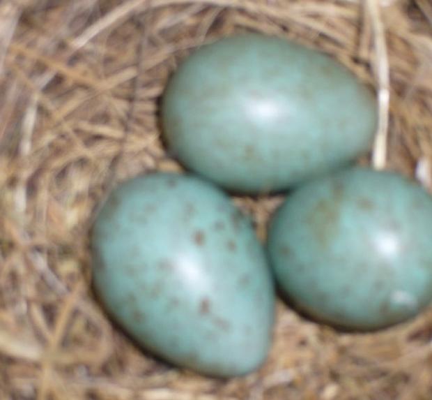 Ninho de melro com ovos