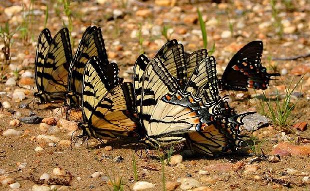 Borboletas
