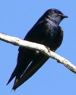 Aves