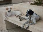 Cães
