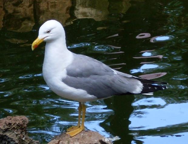 Gaivota