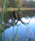 Aranha