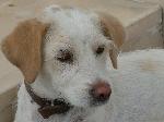 Cães