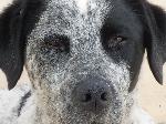 Cães