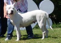 Criadores de cães Dogue Argentino