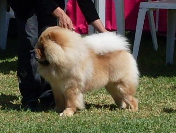 Chow Chow