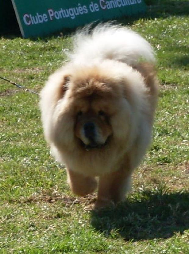 Chow Chow