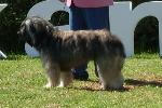 Cães